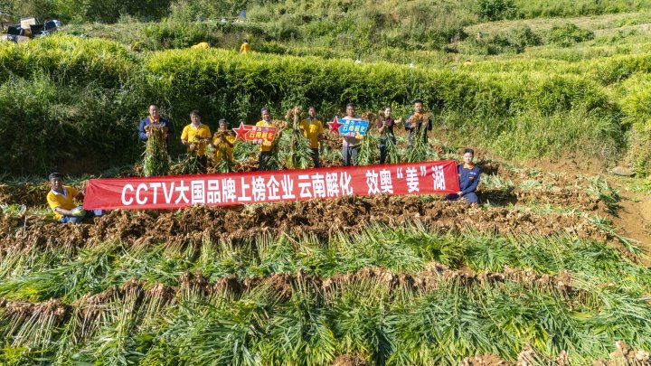 墨江象鼻村生姜大丰收！从莳植、施肥到采摘，，云南解化全程“呵护”